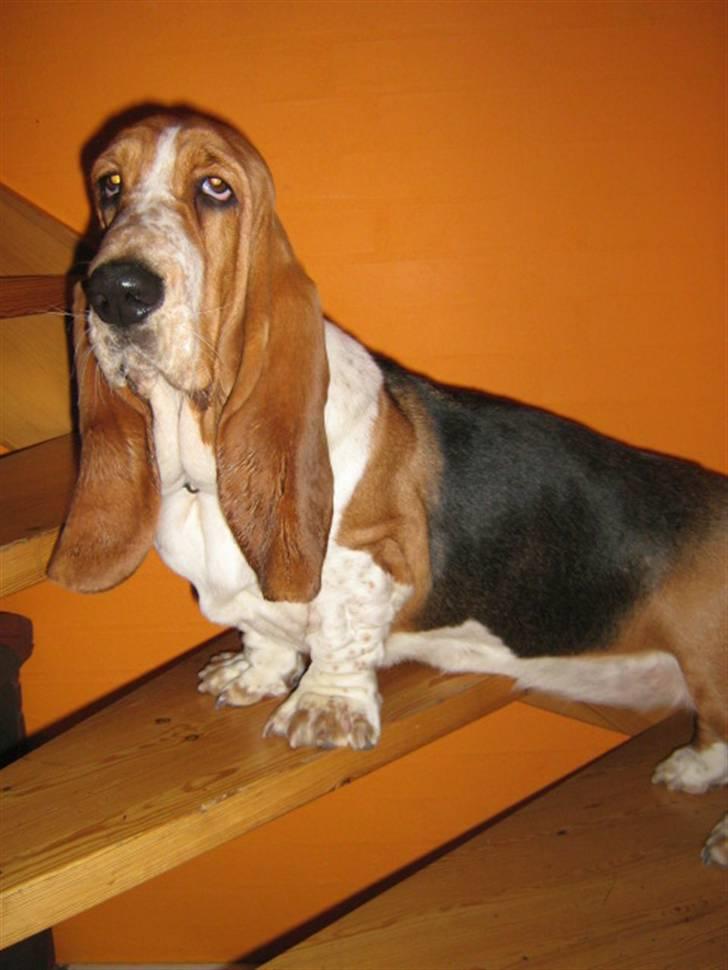 Basset hound * Nanna * - Åhhh nej, hvorfor gik jeg herop????  billede 19