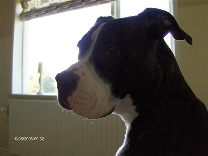 Fransk bulldog lulu - min gamle øjesten. R.I.P zanto billede 9