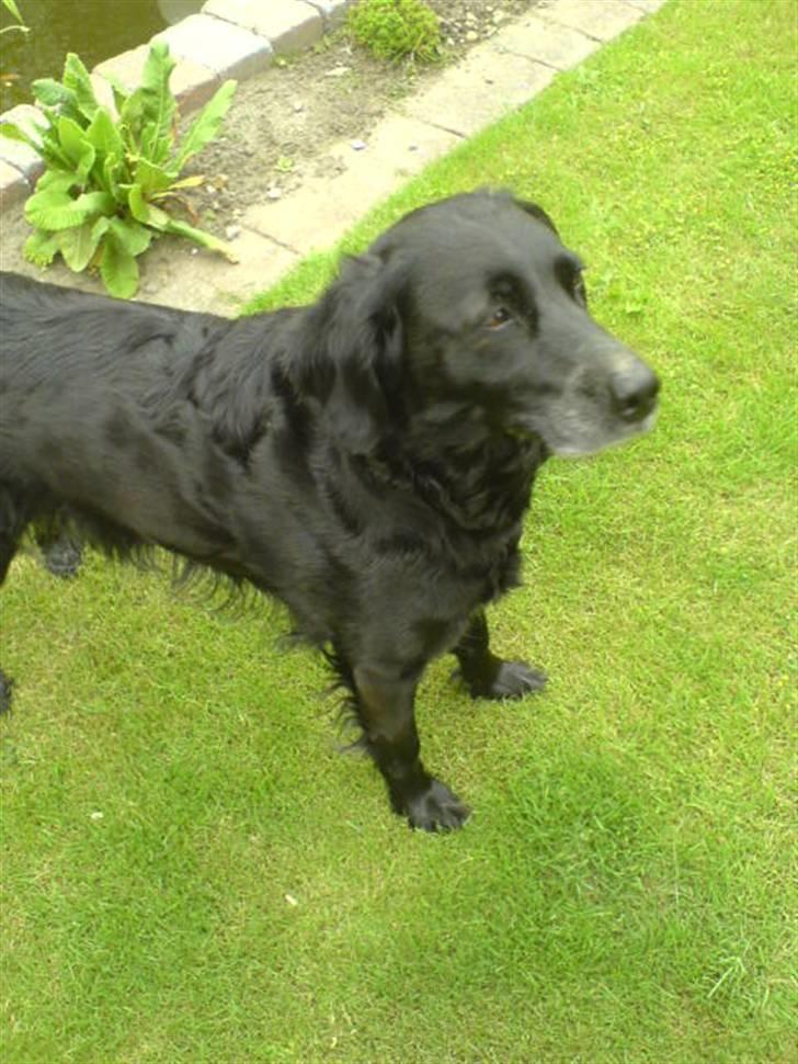 Blanding af racer Locky <3 r.i.p :'( - F o r d i  d u  e r  h u n d e n  i  m i t  l i v  ! billede 5