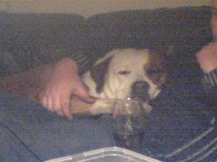 Amerikansk bulldog Baily - Baily putter me far!! billede 16