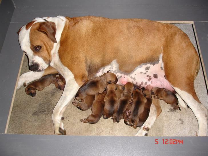 Amerikansk bulldog Baily - Baily og det sidste kuld hvalpe, vores Sasja er blandt!! billede 17