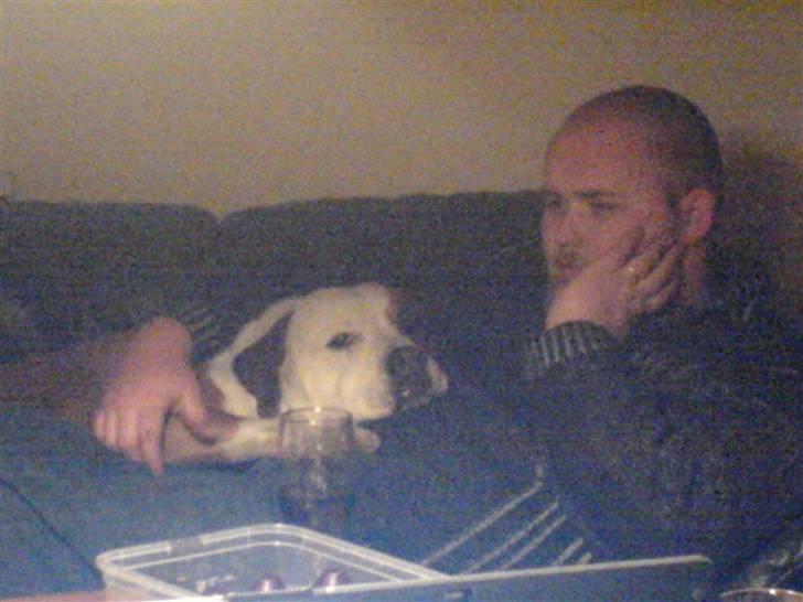 Amerikansk bulldog Baily - Baily putter me far!! billede 18