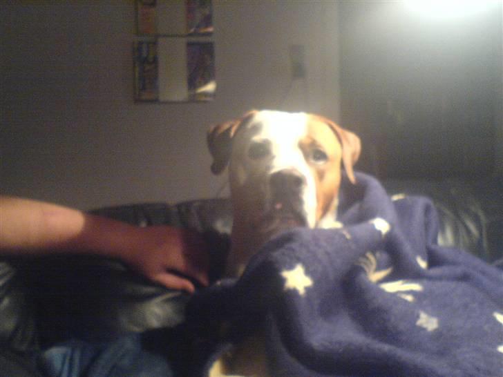 Amerikansk bulldog Baily - Jeg er her i et kaos af dyner, puder og tæpper... billede 19