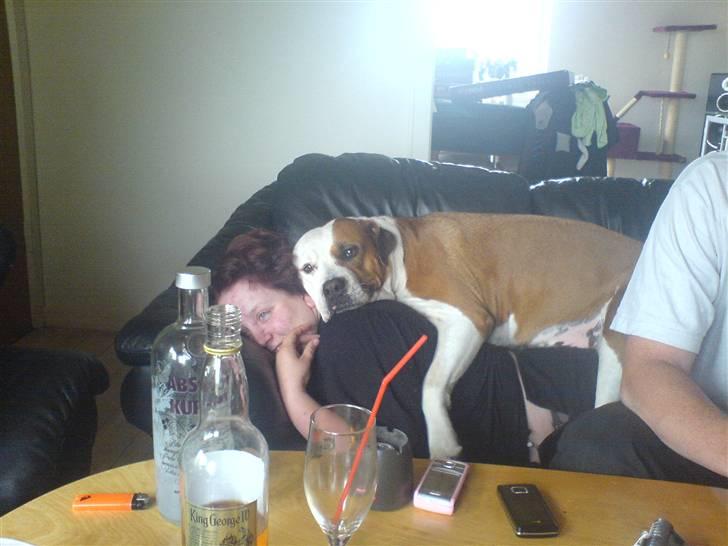 Amerikansk bulldog Baily - Baily putter me Bianca (En af vores veninder).. billede 20