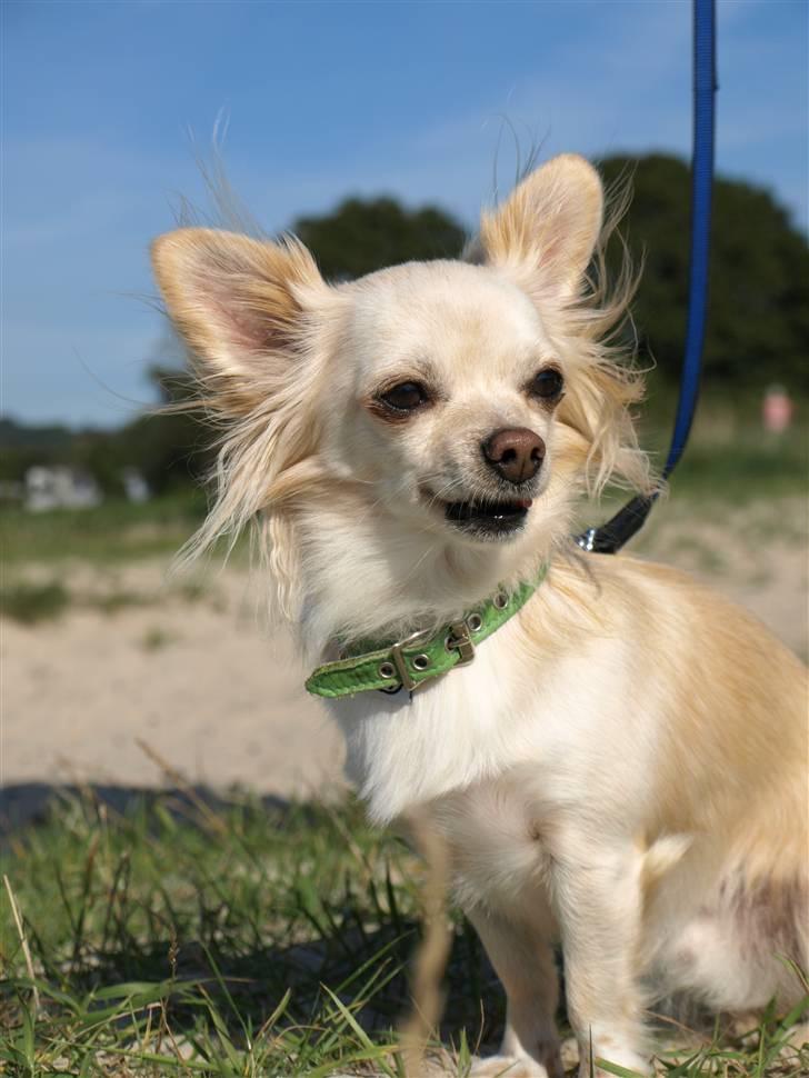 Chihuahua Micki aka Mimi - Micki på stranden, sommeren 2009.. billede 38