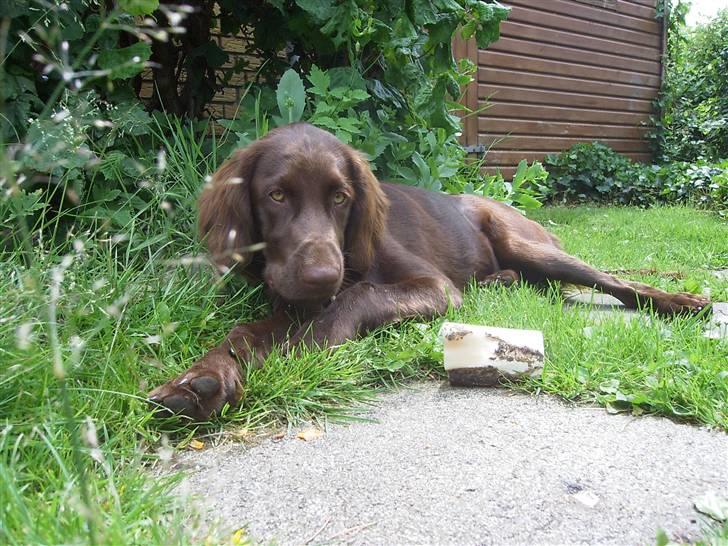 Langhåret hønsehund Freja billede 3