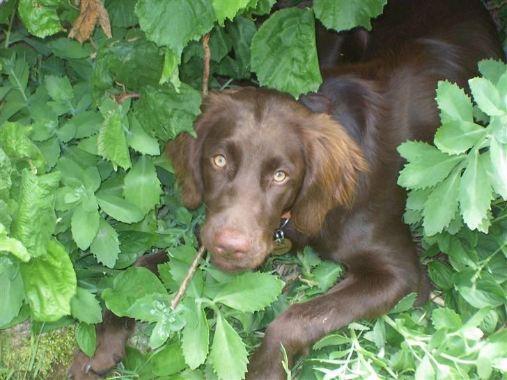 Langhåret hønsehund Freja - er jeg ik flot!! :D billede 4