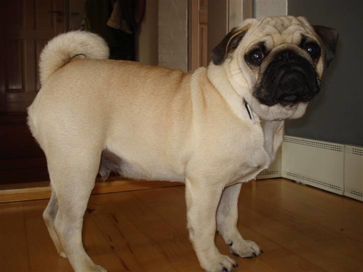 Mops     *Prins Mopse* billede 1