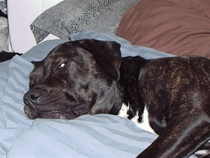 Blanding af racer Eika billede 12