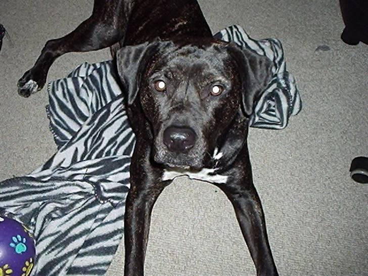 Blanding af racer Eika billede 13