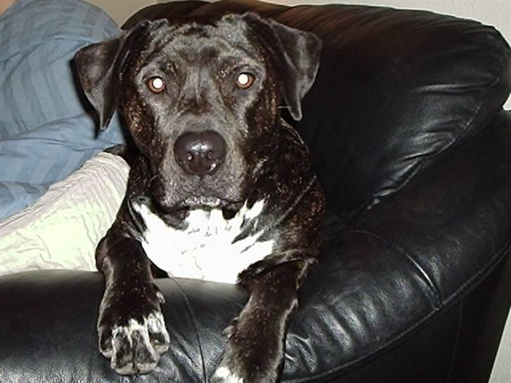 Blanding af racer Eika billede 14