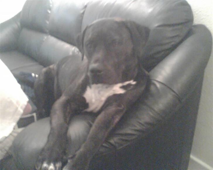 Blanding af racer Eika billede 15