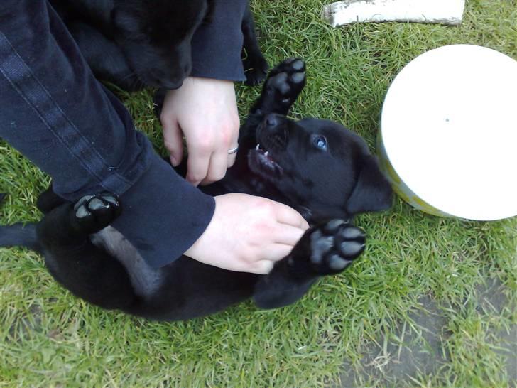 Labrador retriever Bølle - Her er han så... Vores lille Bølle. Han kommer hjem til os D.8-7-07 billede 1