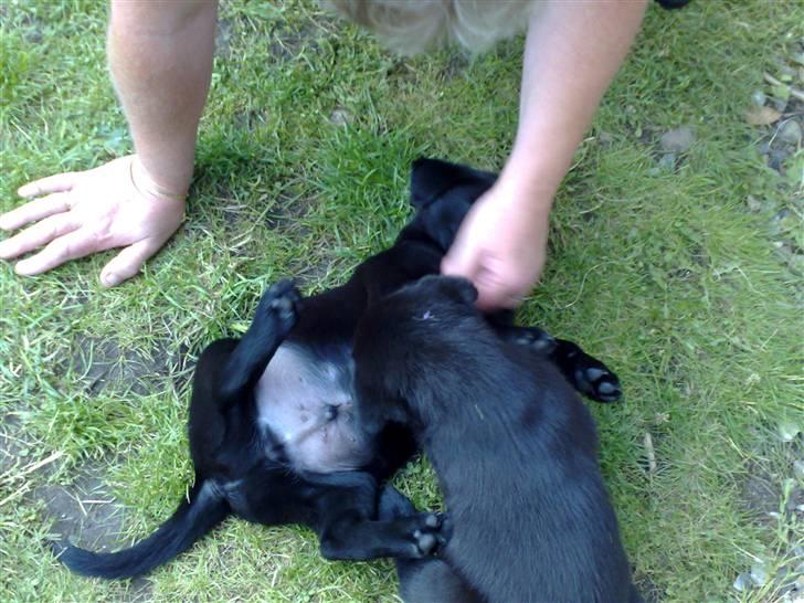 Labrador retriever Bølle - Legesyg er han altså billede 3