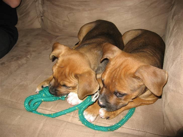 Amerikansk staffordshire terrier Cayli - Mig og min søster Nala billede 7