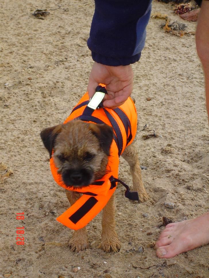 Border terrier Thilde - Er jeg ikke flot, jeg har fået en redningsvest. ;o) billede 9