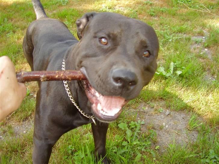 Amerikansk staffordshire terrier Nixon - Se  det er mig billede 17