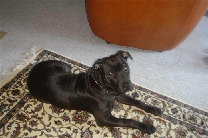 Amerikansk staffordshire terrier Nixon - Det er så mig i helfigur billede 18