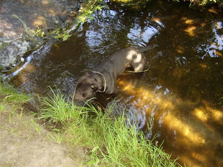 Amerikansk staffordshire terrier Nixon - Se hvad jeg sagde jeg er en VANDHUND billede 19