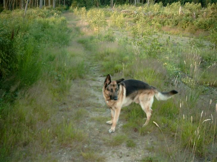 Schæferhund Tasso billede 3