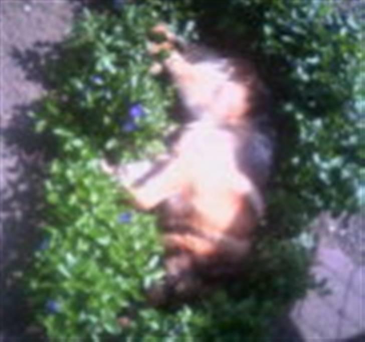 Schæferhund Tasso billede 4