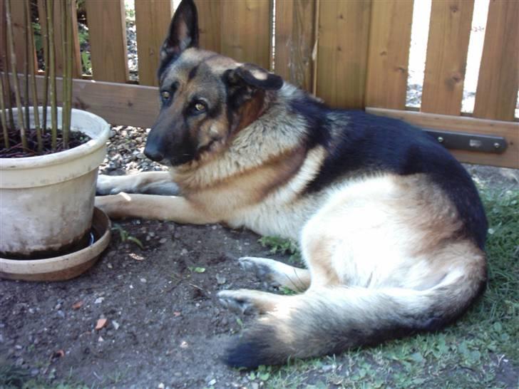 Schæferhund Tasso billede 5