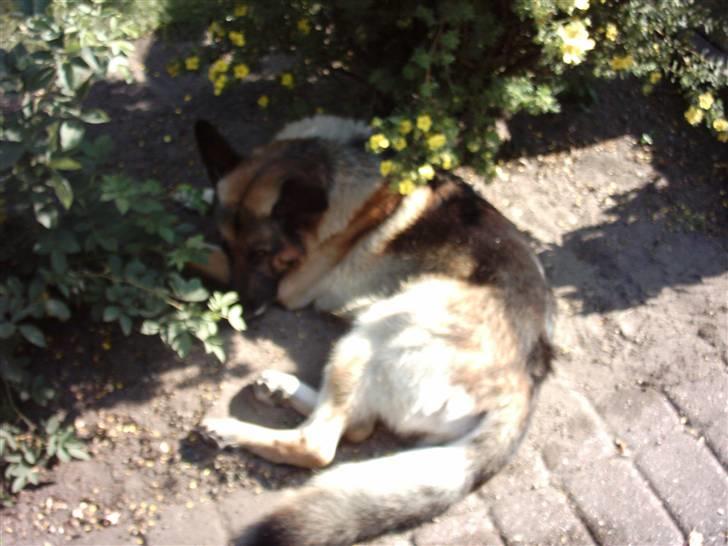 Schæferhund Tasso billede 6