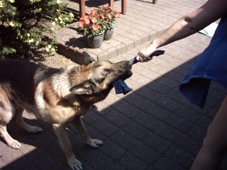 Schæferhund Tasso billede 7