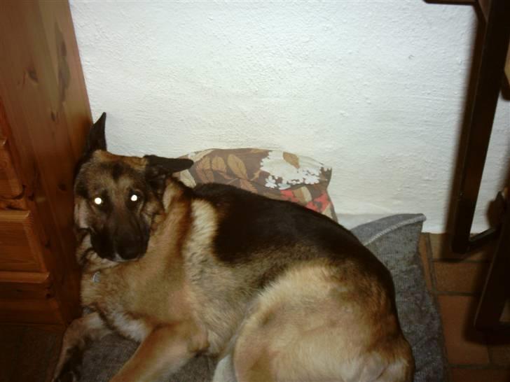 Schæferhund Tasso billede 8