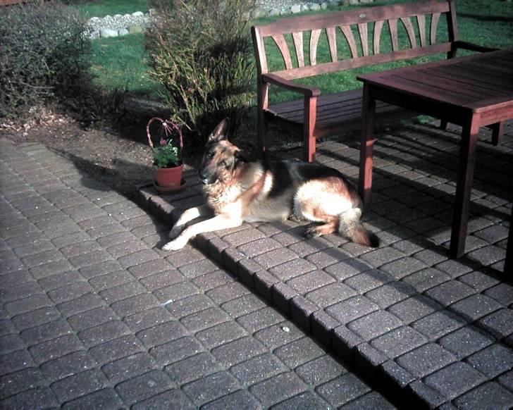 Schæferhund Tasso billede 10