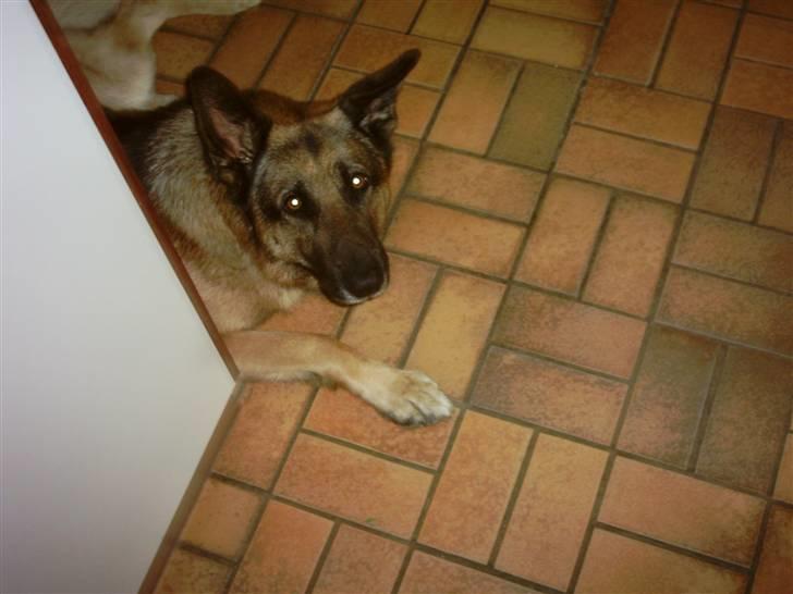 Schæferhund Tasso billede 11