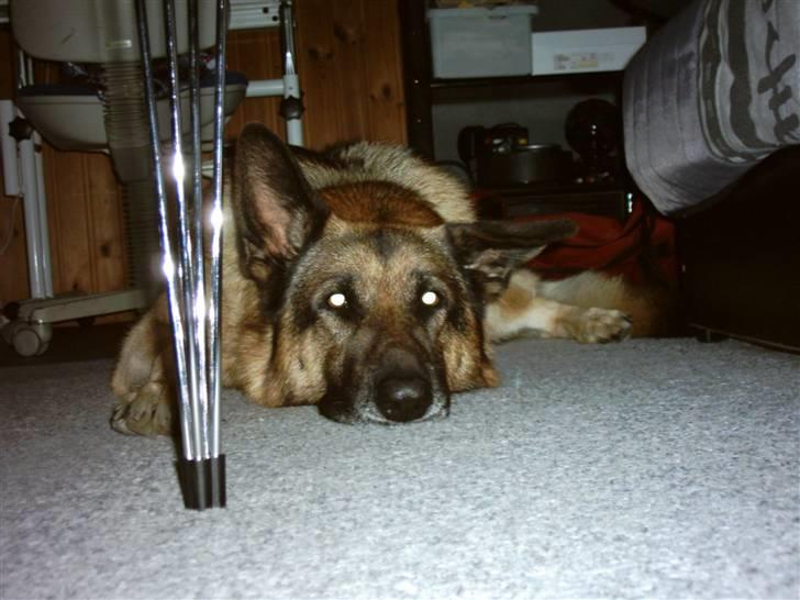 Schæferhund Tasso billede 12