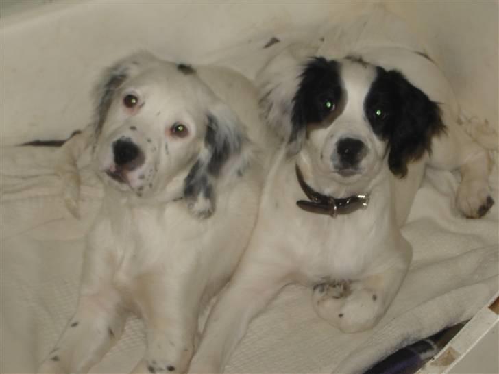 Field Trial spaniel loke - det er min søster Dina jeg her er sammen med..hun bor i jylland nu.. billede 8