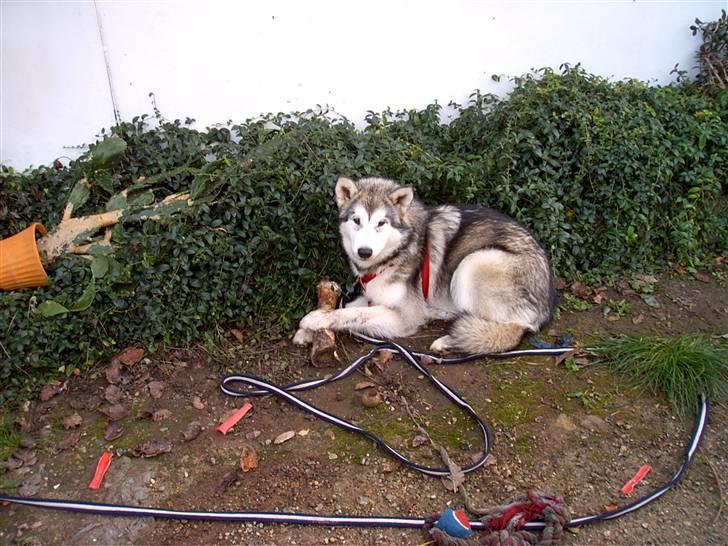 Alaskan malamute Nukka - ja ikke ret gammel også et ben  billede 5
