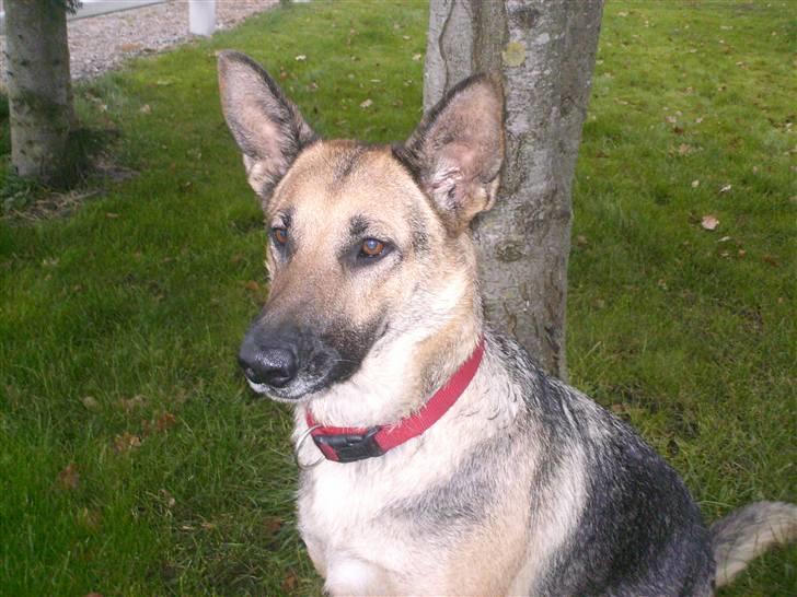 Schæferhund Maja <3 - opppe på rideskolen, hvor jeg legede med, hende (:  billede 19