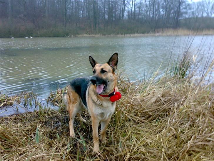 Schæferhund Maja <3 - Nede ved magrethesøen februar 08 ( :  billede 20