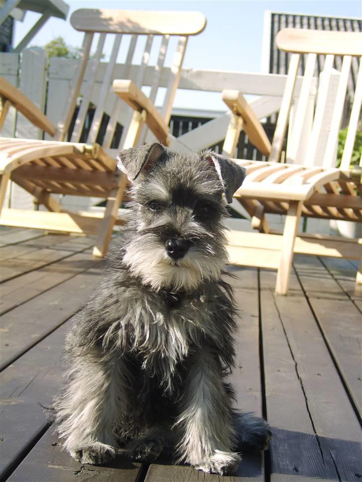 Dvaergschnauzer Sif billede 1