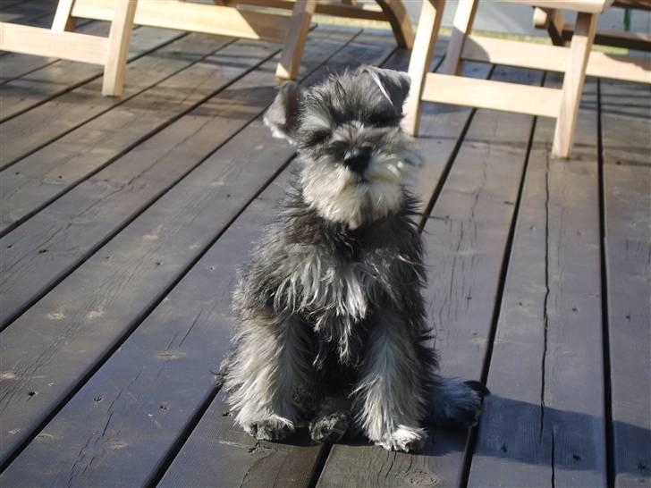 Dvaergschnauzer Sif billede 2