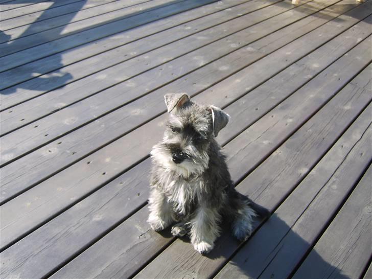 Dvaergschnauzer Sif billede 3