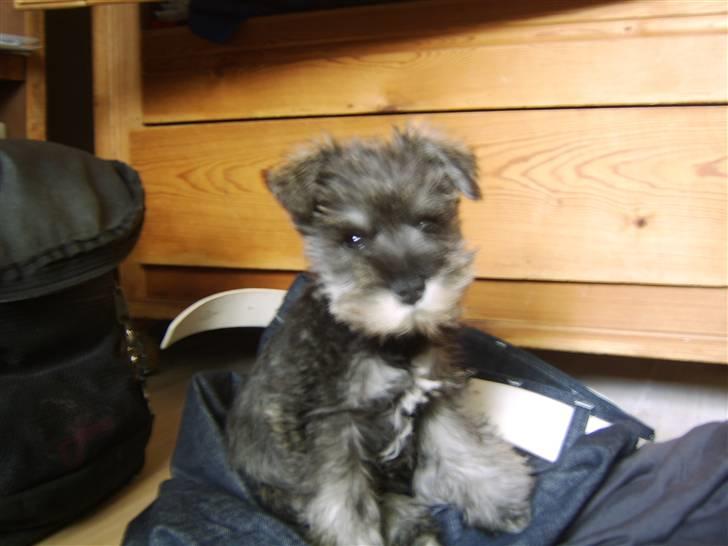 Dvaergschnauzer Sif billede 4