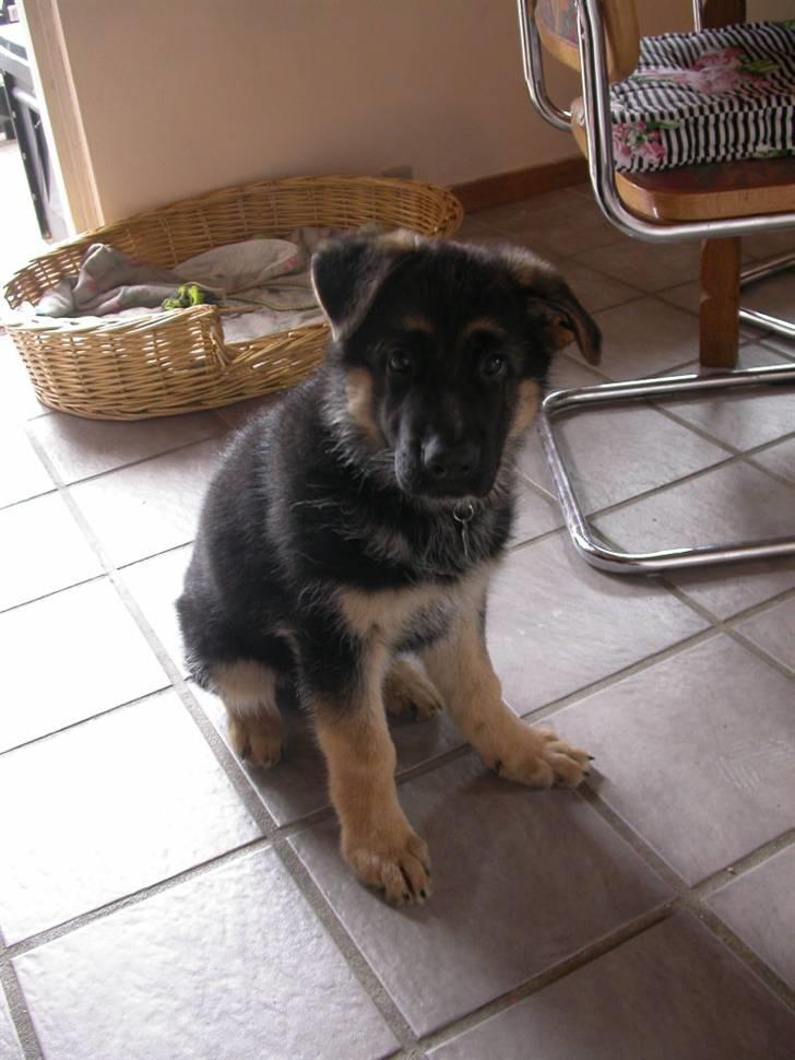 Schæferhund korskildens Jappe - Hvad laver du ??? billede 6