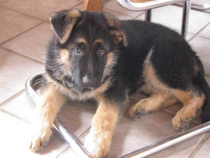 Schæferhund korskildens Jappe - Det er hård at stå model,tager lige en slapper. billede 7