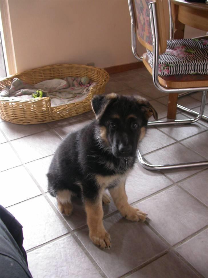 Schæferhund korskildens Jappe - Altså flere billeder,bliver du ved :-) billede 8