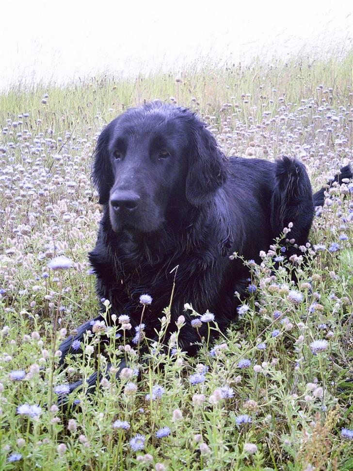 Flat coated retriever Tinke billede 15