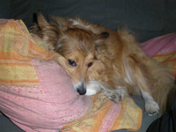 Blanding af racer Lassie - Mig på min yndlings pude billede 14