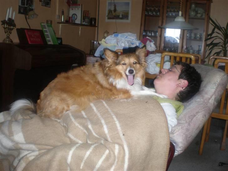 Blanding af racer Lassie - Jeg spiser dig mor..! billede 15