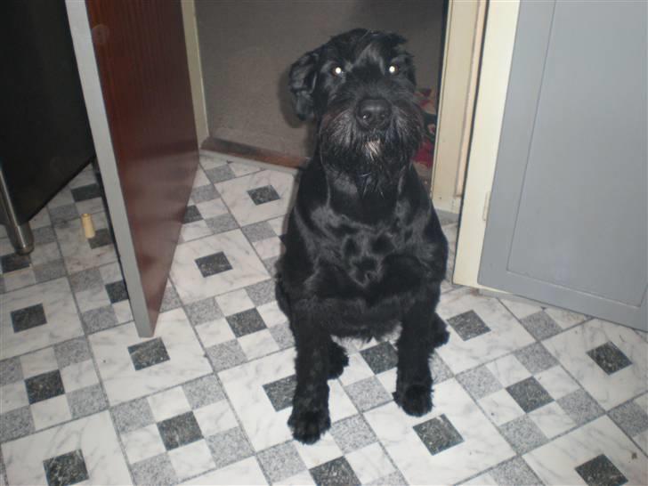 Riesenschnauzer Nikita - Mig på køkkengulvet billede 13