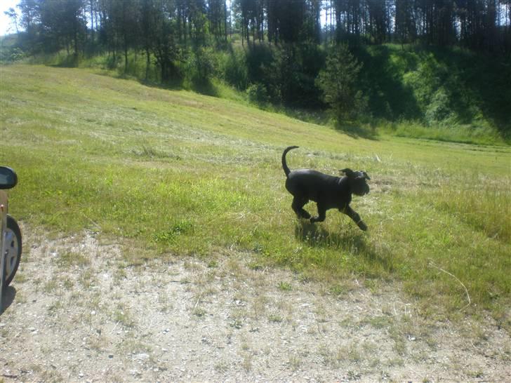 Riesenschnauzer Nikita - En tur i Bjergby billede 14