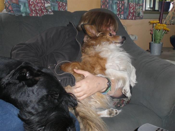 Riesenschnauzer Nikita - Weekend hygge... billede 15