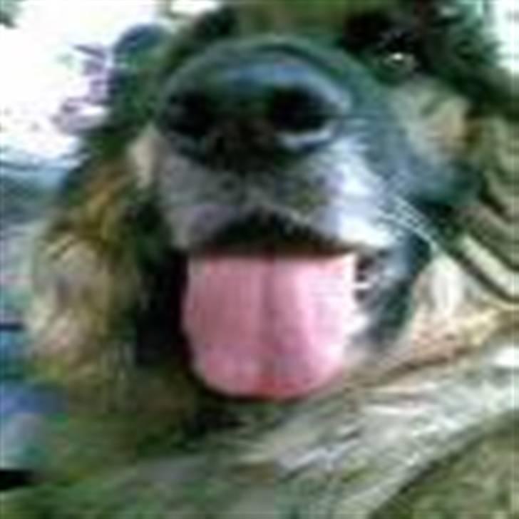 Schæferhund Bamse - hvorfor skal det altid være så varmt´ billede 6